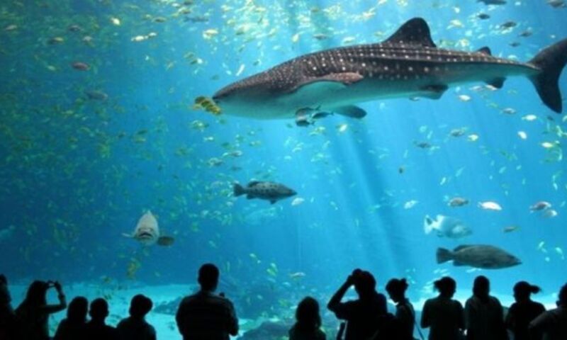 FORUM AKVARYUM –  KOÇ MÜZESİ