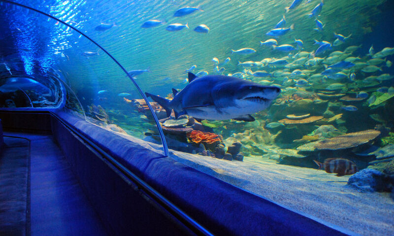 FORUM AKVARYUM –  KOÇ MÜZESİ