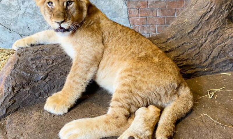 VİASEA AKVARYUM & ASLAN PARK