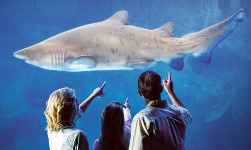 VİASEA AKVARYUM - KORSAN ADASI TEMA PARK  - ASLAN PARK