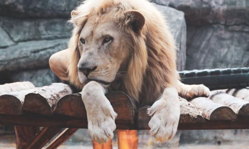 VİASEA AKVARYUM - KORSAN ADASI TEMA PARK  - ASLAN PARK