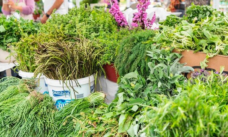 ALAÇATI OT FESTİVALİ TURU